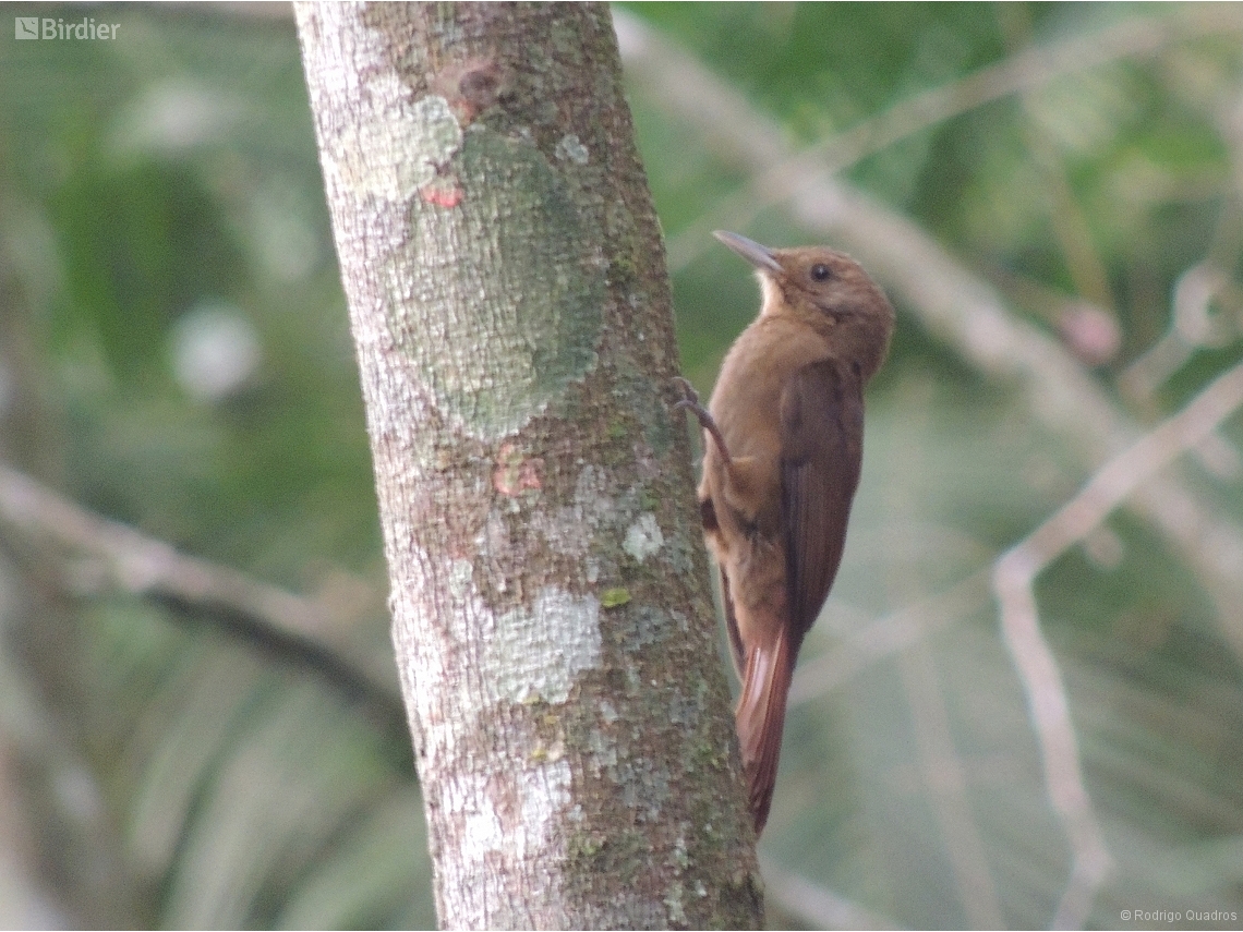 Dendrocincla turdina
