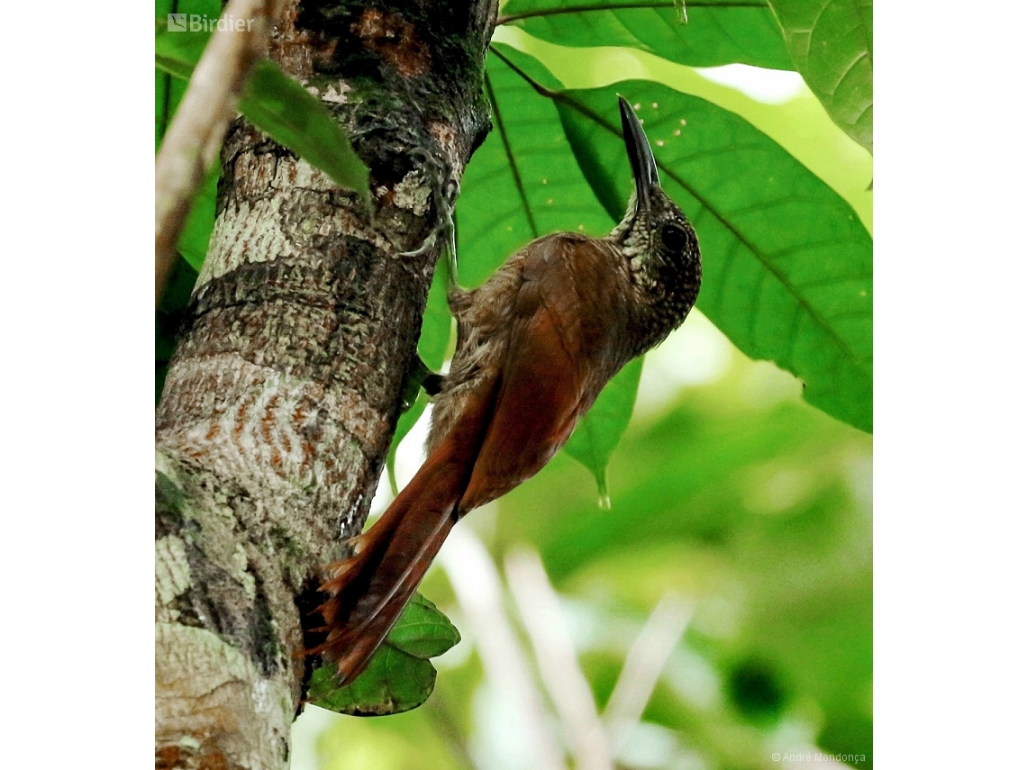 Dendrocolaptes certhia
