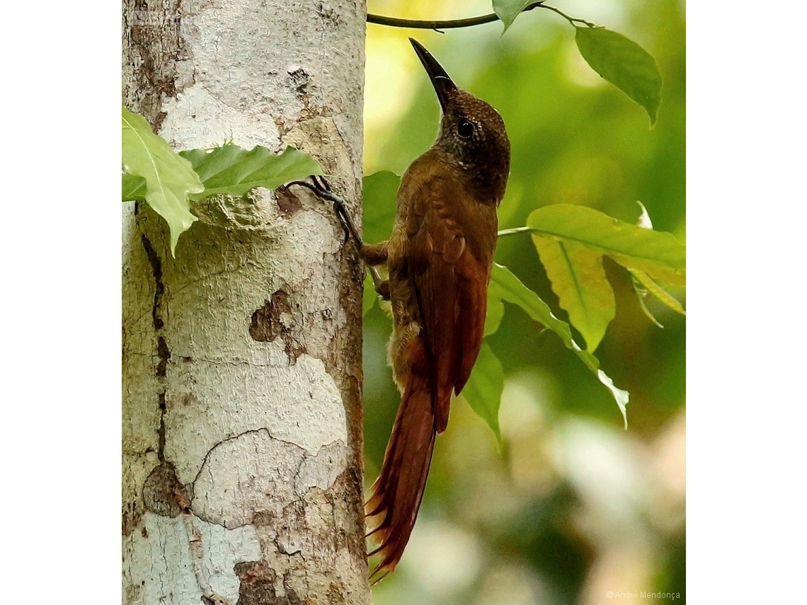 Dendrocolaptes retentus