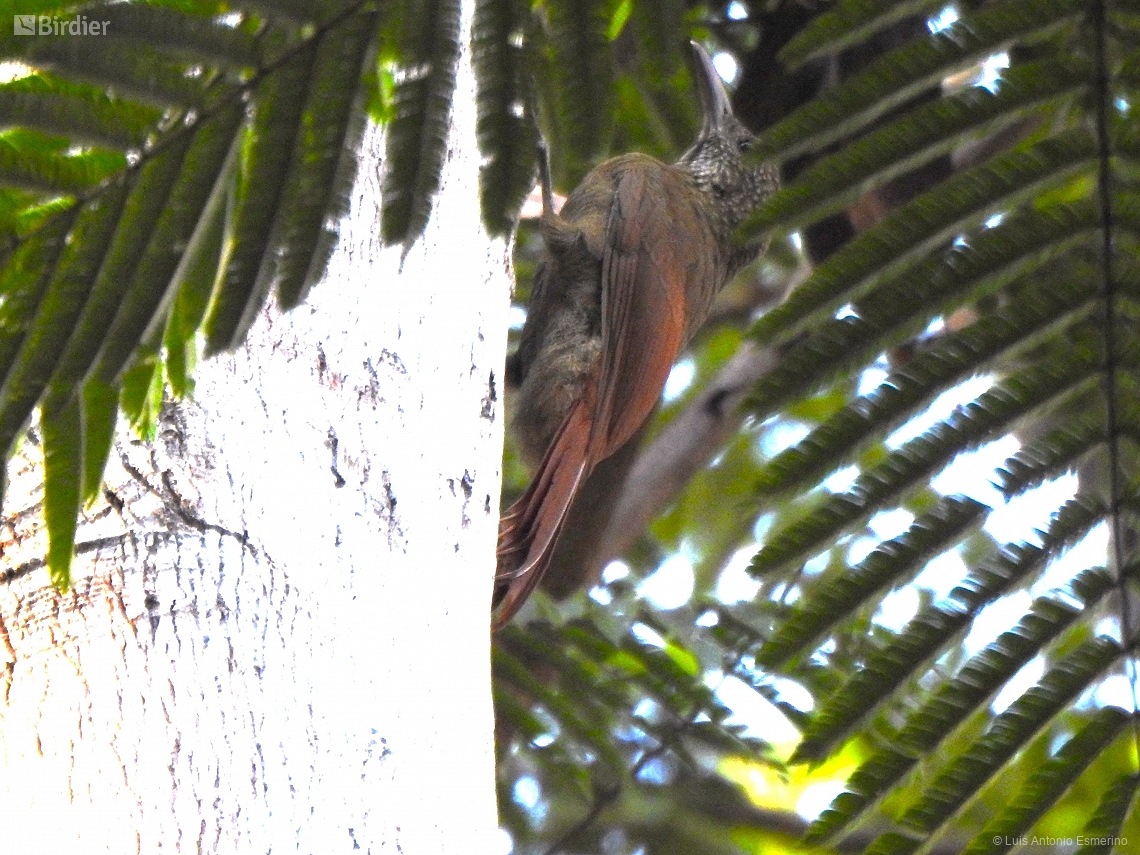 Dendrocolaptes certhia