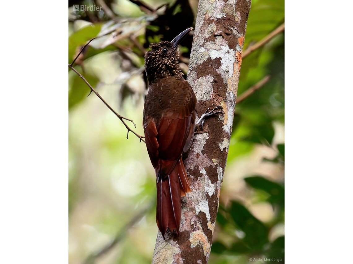 Dendrocolaptes picumnus