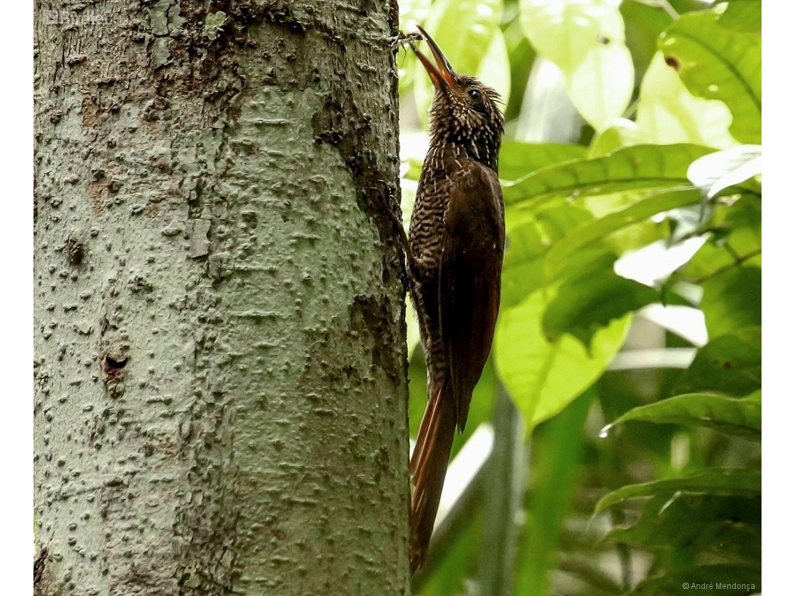 Dendrocolaptes picumnus