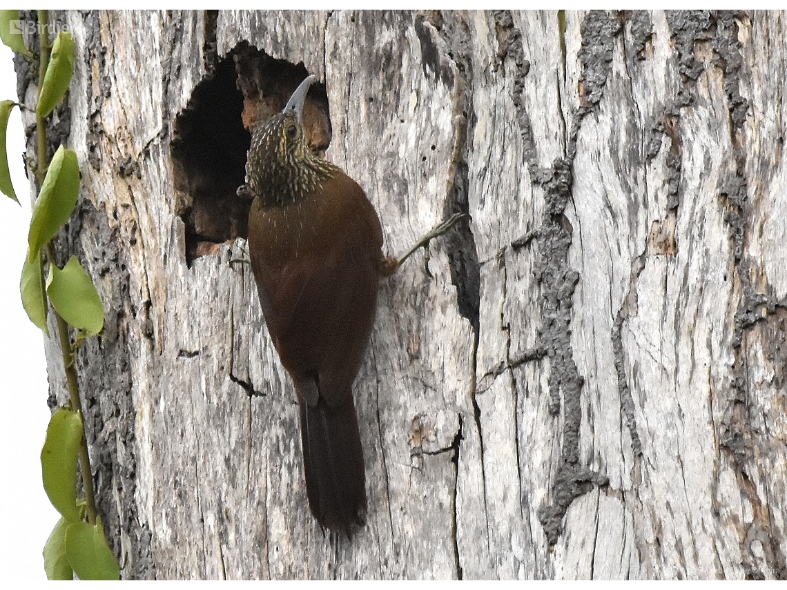 Dendrocolaptes picumnus