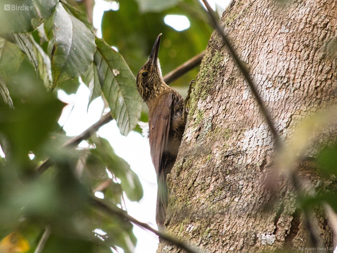 Dendrocolaptes platyrostris