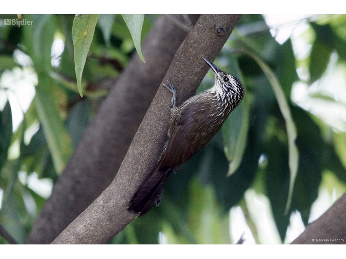 Dendrocolaptes platyrostris
