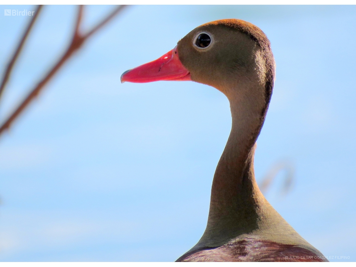 Dendrocygna autumnalis