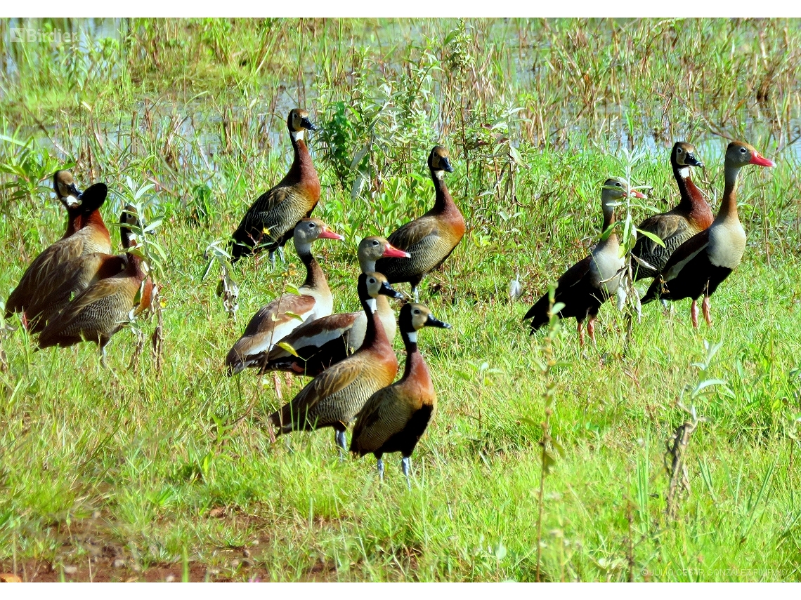Dendrocygna autumnalis