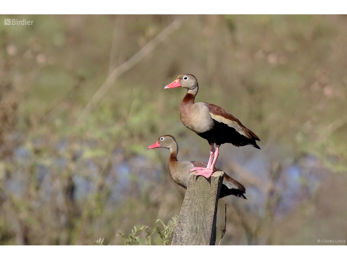 Dendrocygna autumnalis