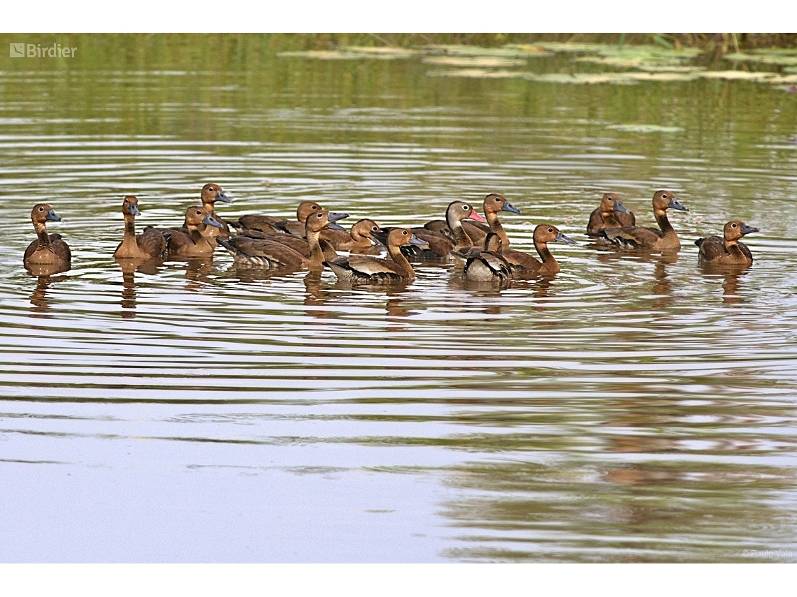 Dendrocygna autumnalis