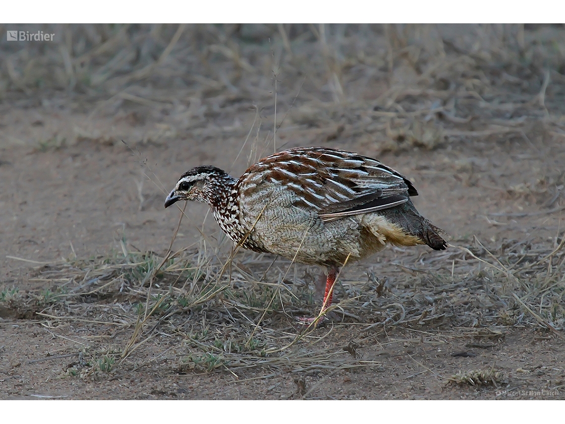Ortygornis sephaena