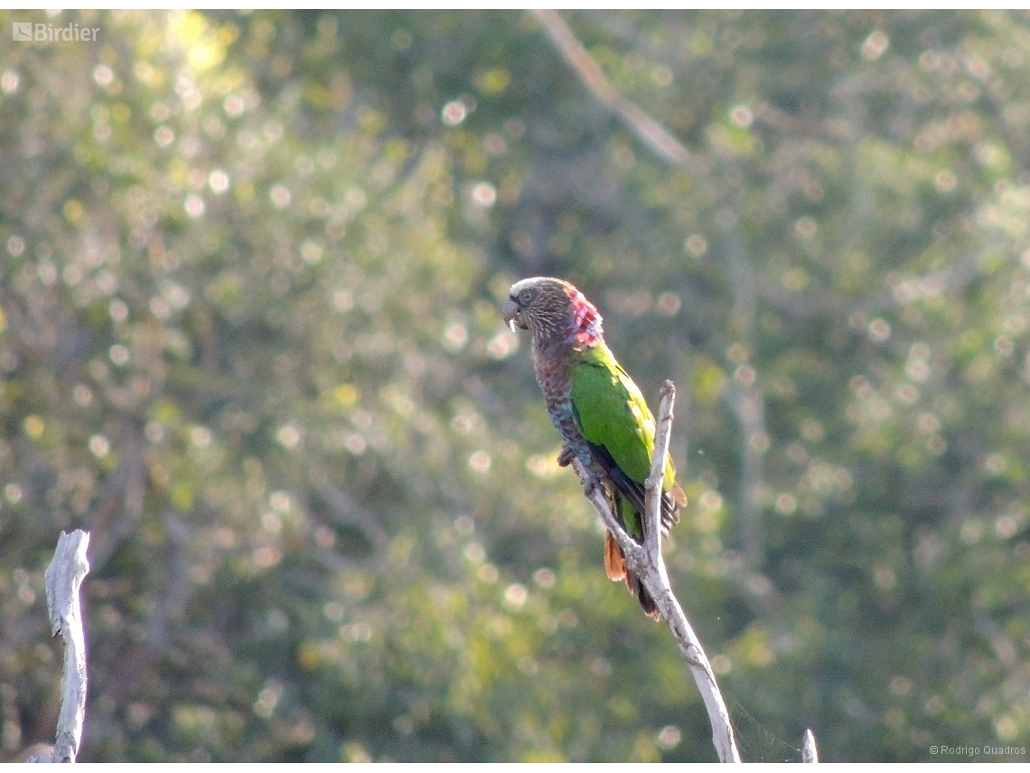 Deroptyus accipitrinus