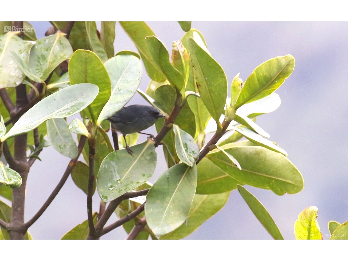 Diglossa caerulescens