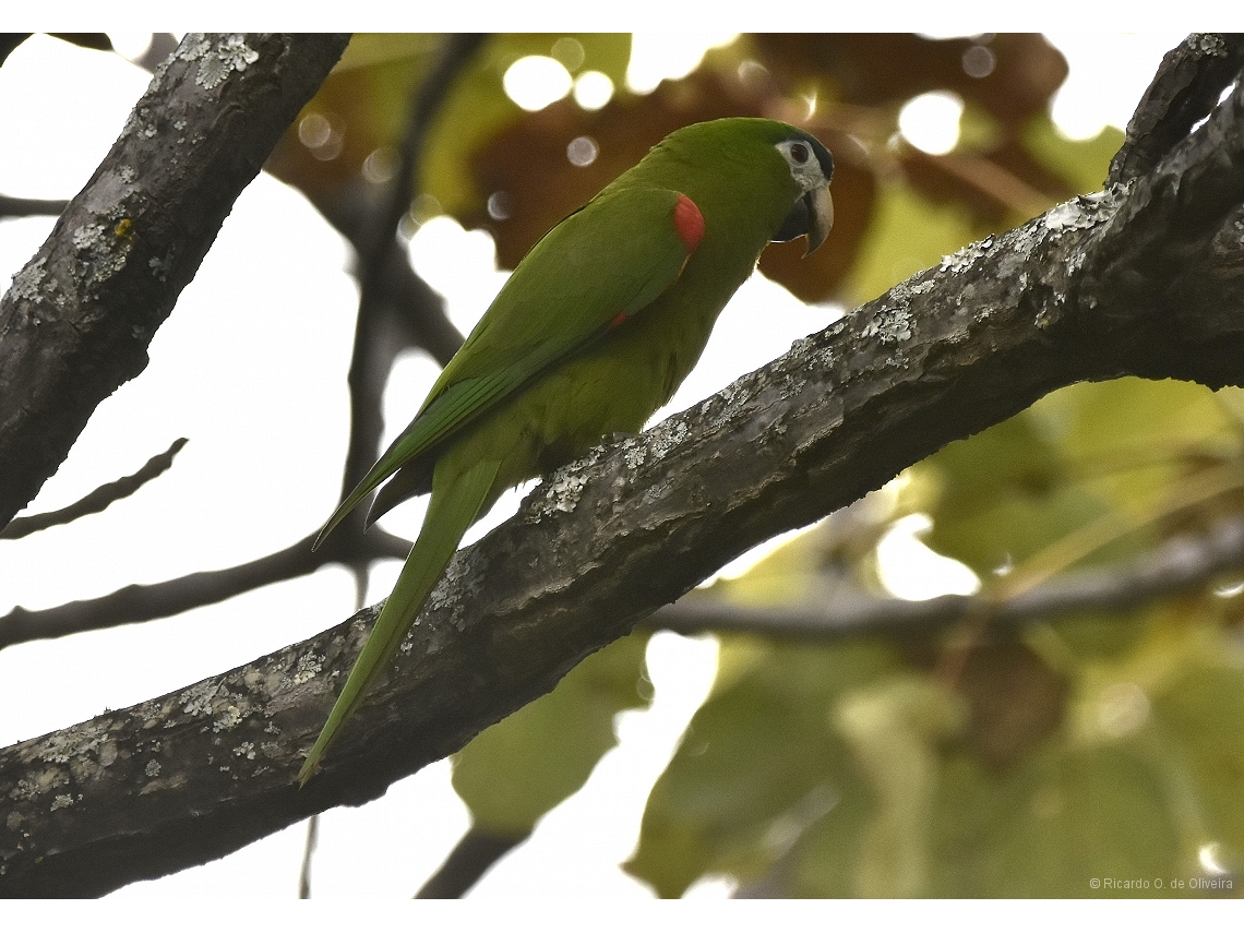 Diopsittaca nobilis