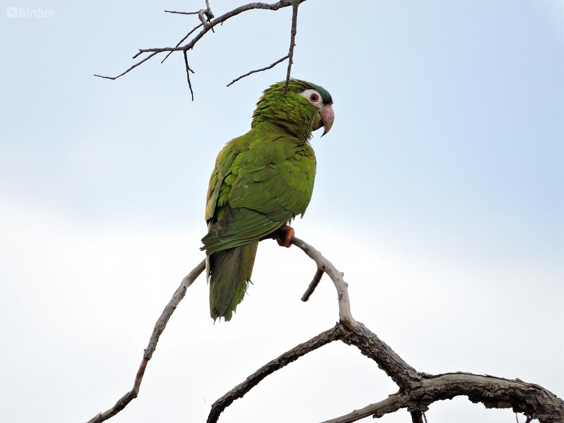 Diopsittaca nobilis