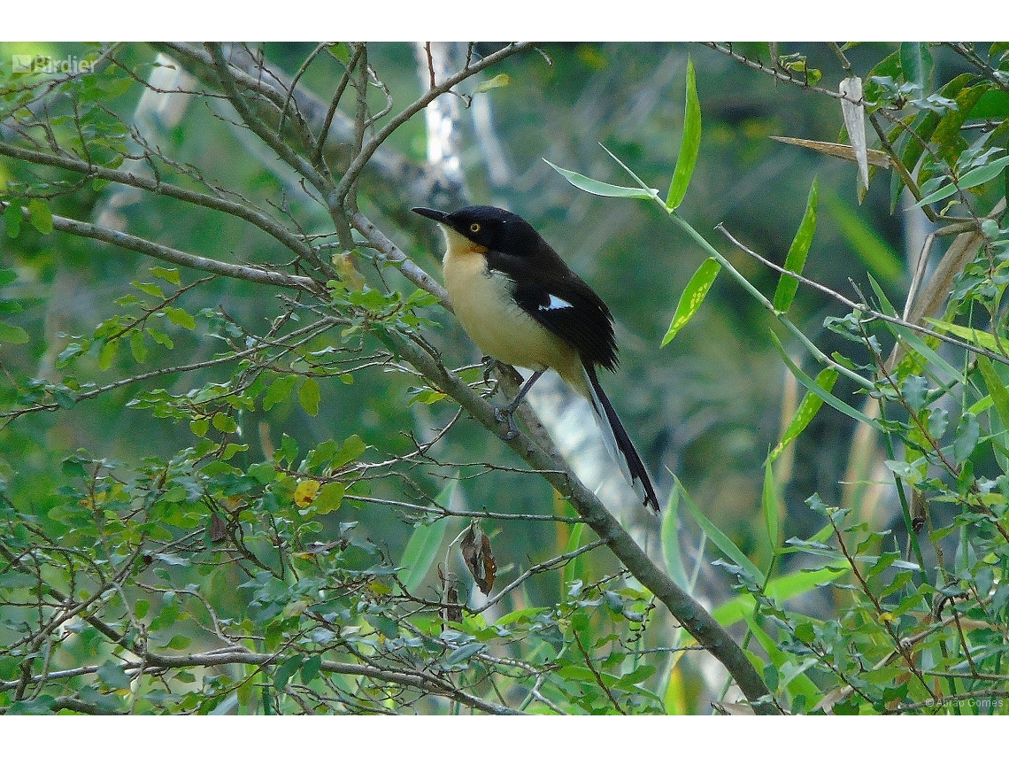 Donacobius atricapilla