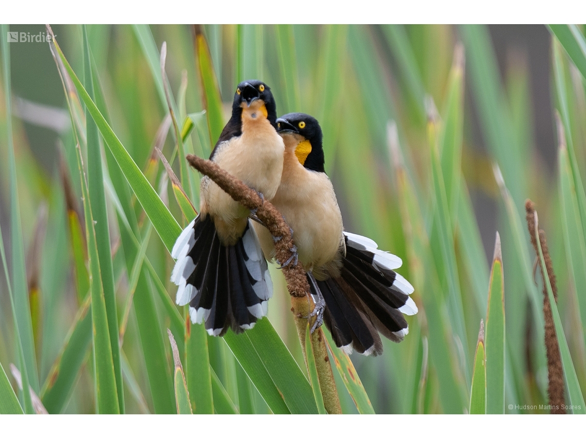 Donacobius atricapilla