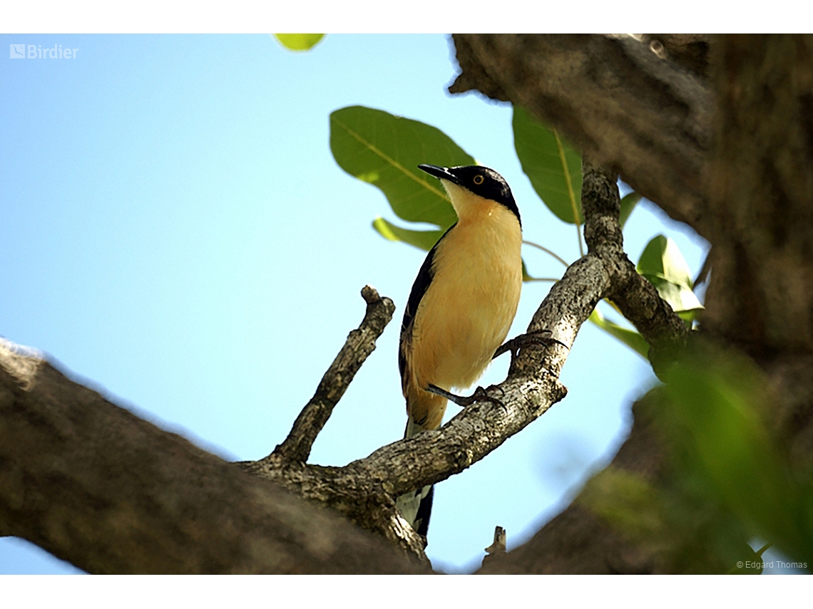 Donacobius atricapilla