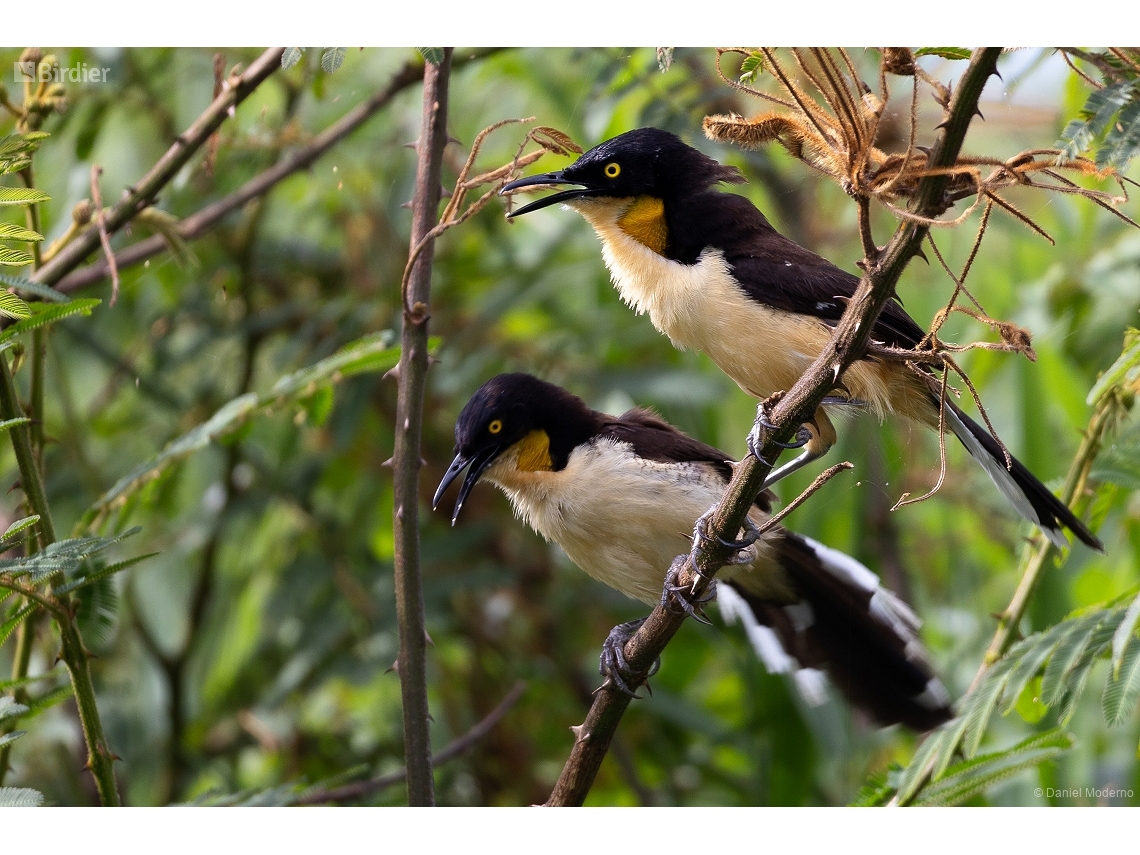 Donacobius atricapilla