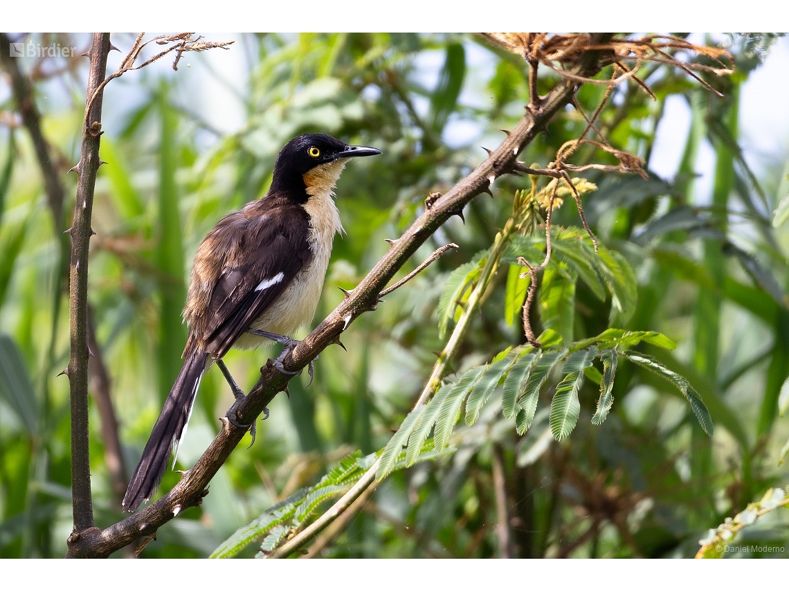 Donacobius atricapilla