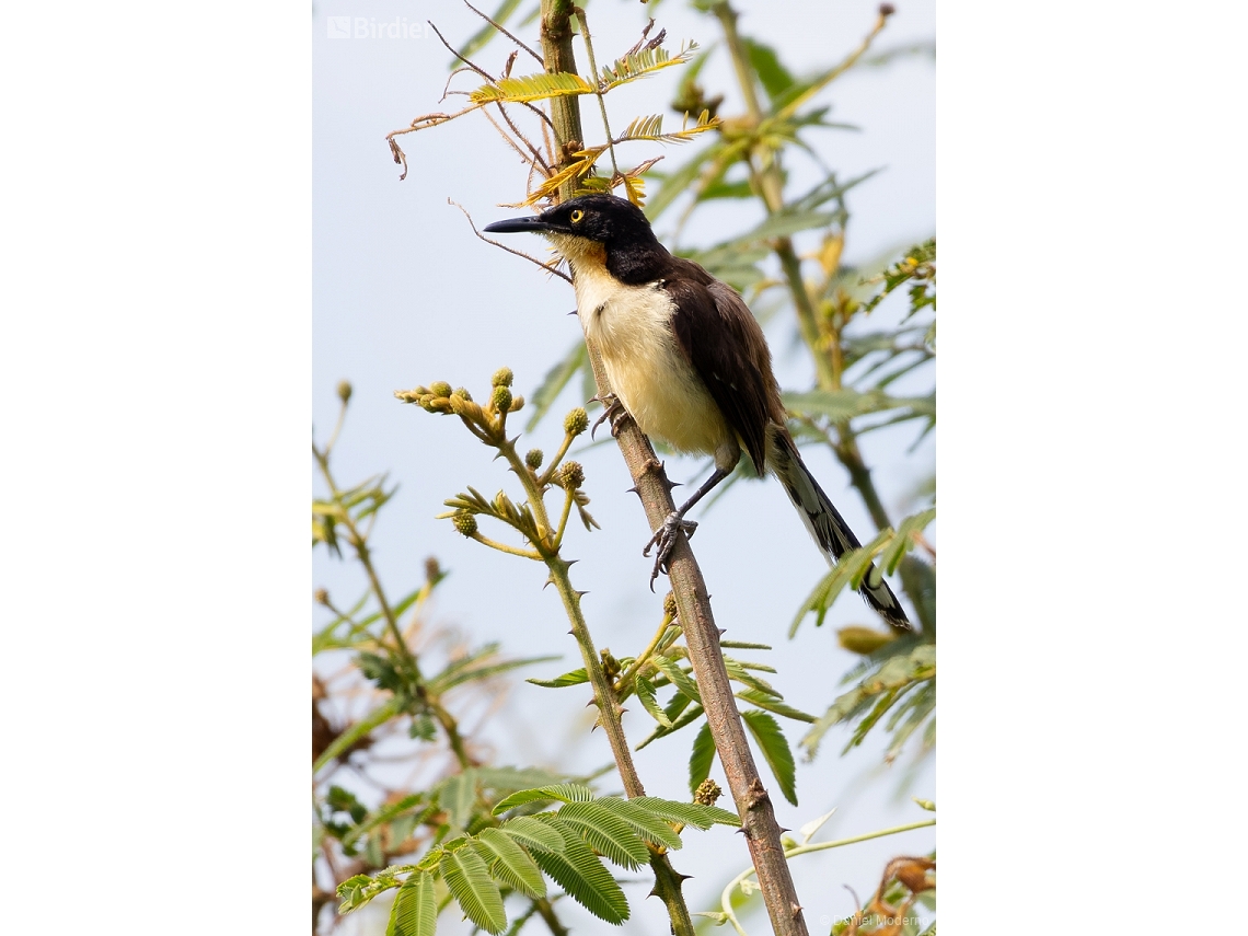 Donacobius atricapilla