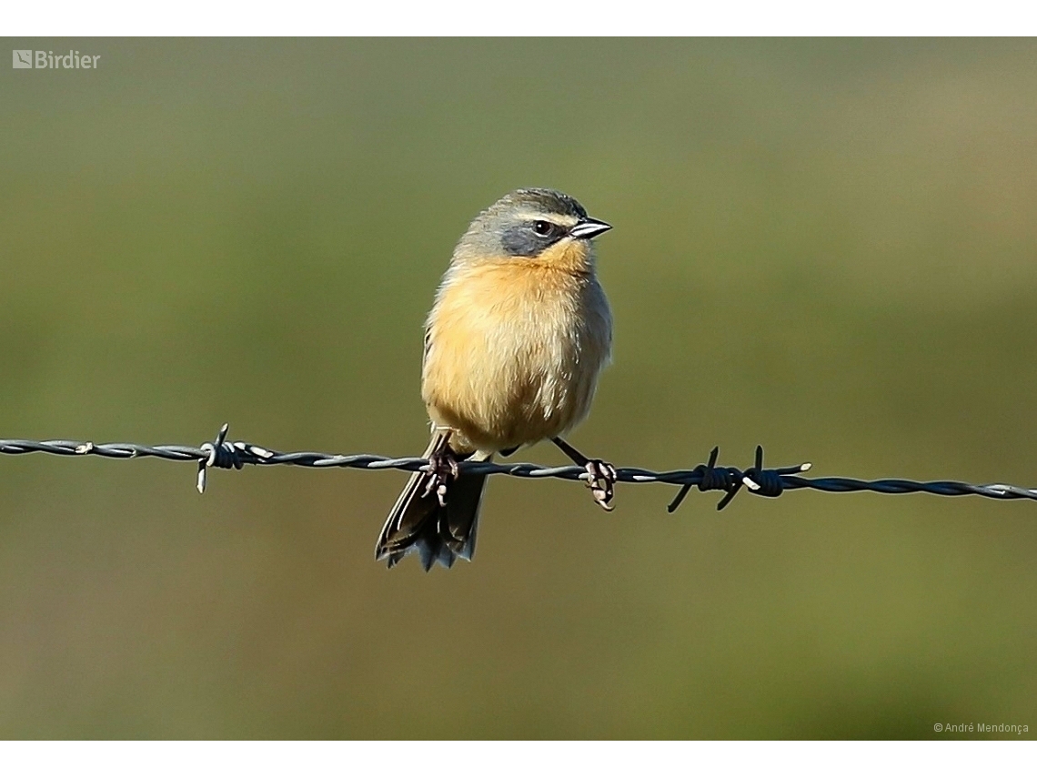 Donacospiza albifrons