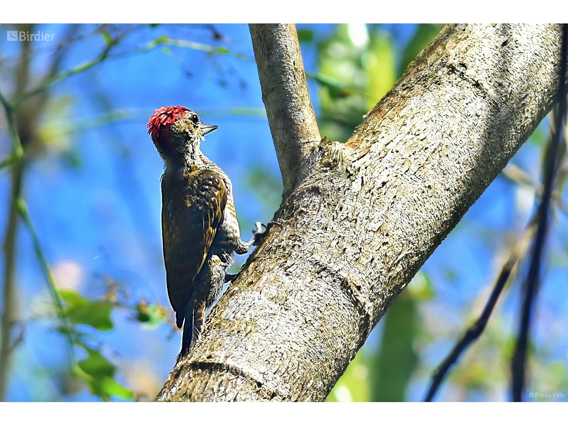 Veniliornis affinis