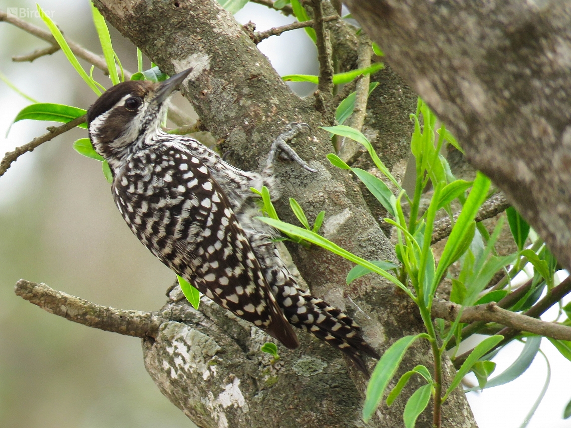 Veniliornis mixtus