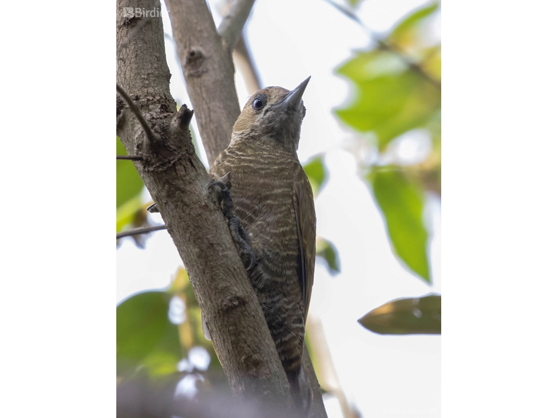 Veniliornis passerinus