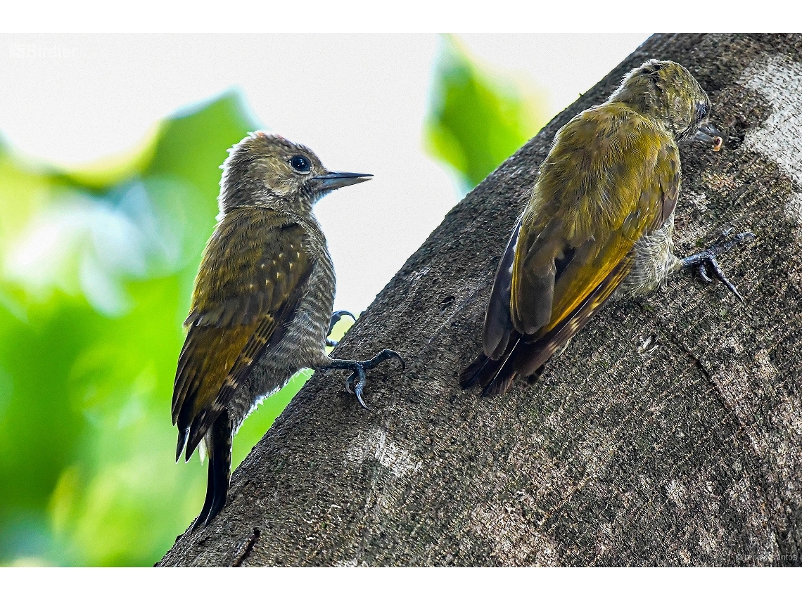 Veniliornis passerinus