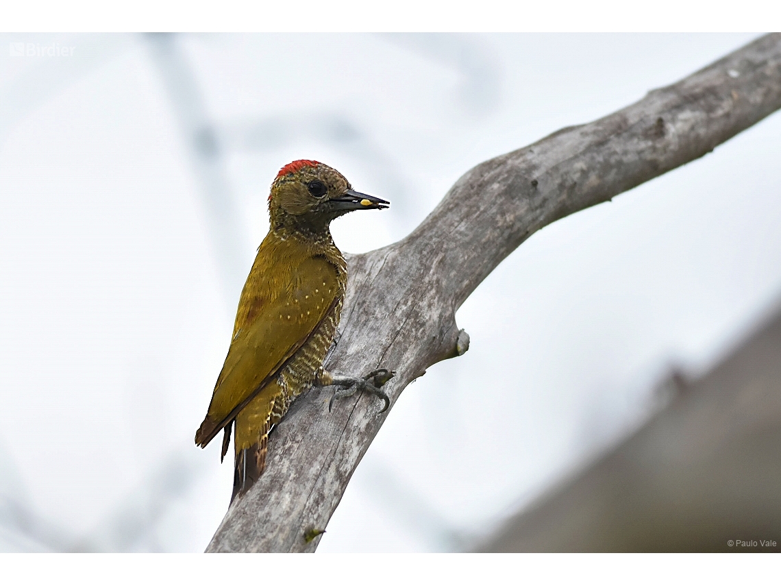 Veniliornis passerinus
