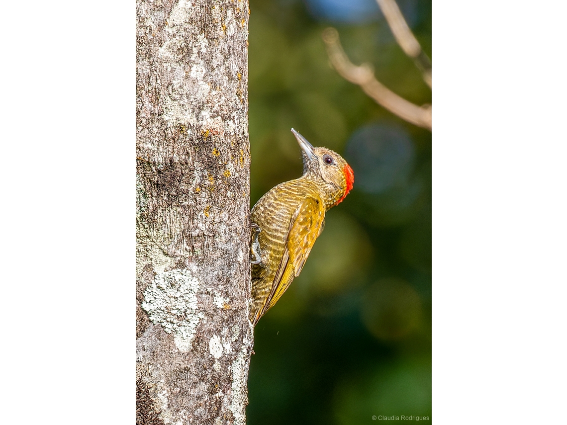 Veniliornis passerinus