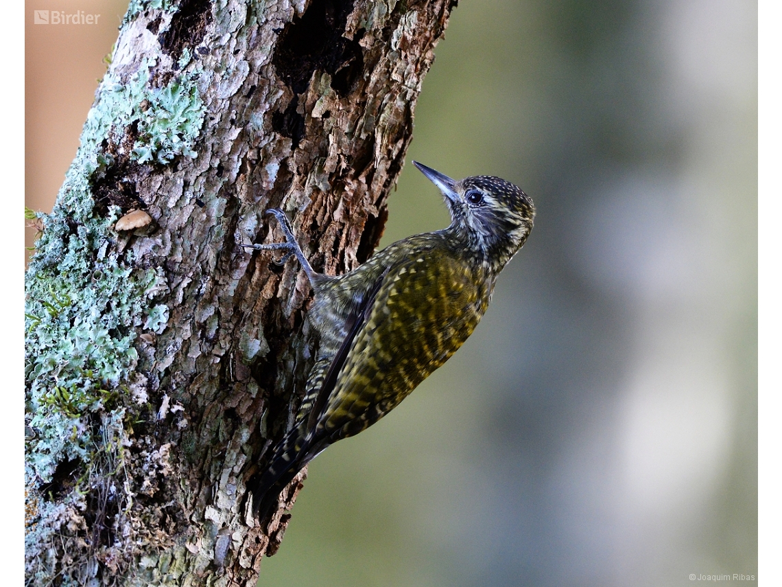 Veniliornis spilogaster