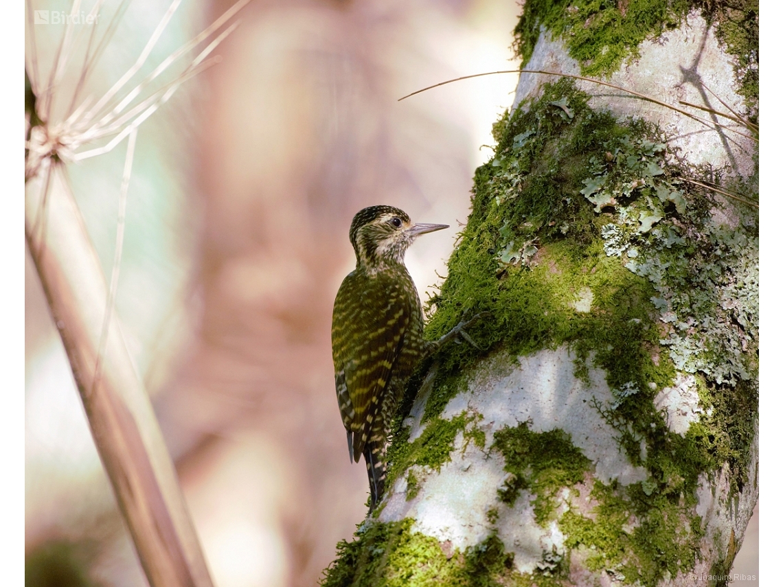 Veniliornis spilogaster