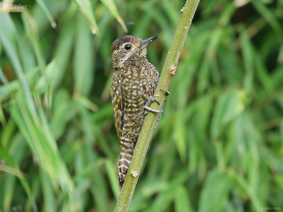 Veniliornis spilogaster