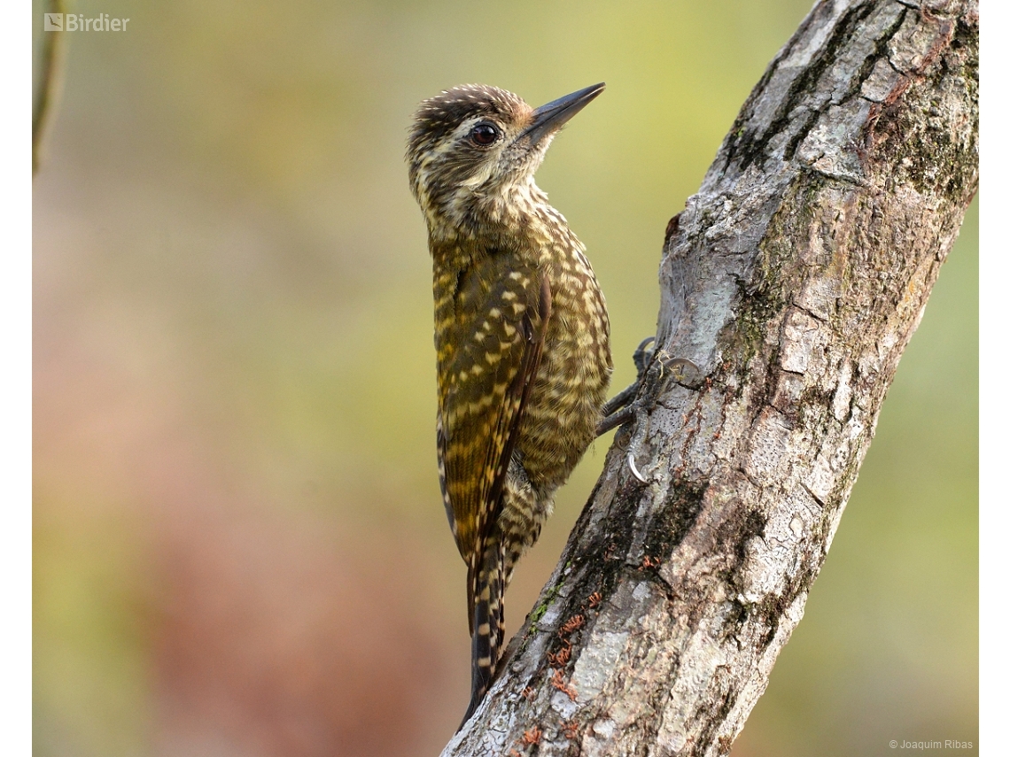 Veniliornis spilogaster