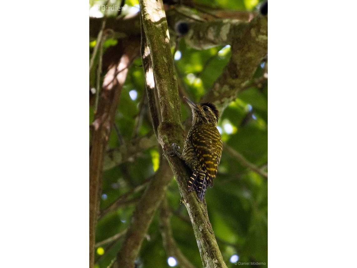 Veniliornis spilogaster