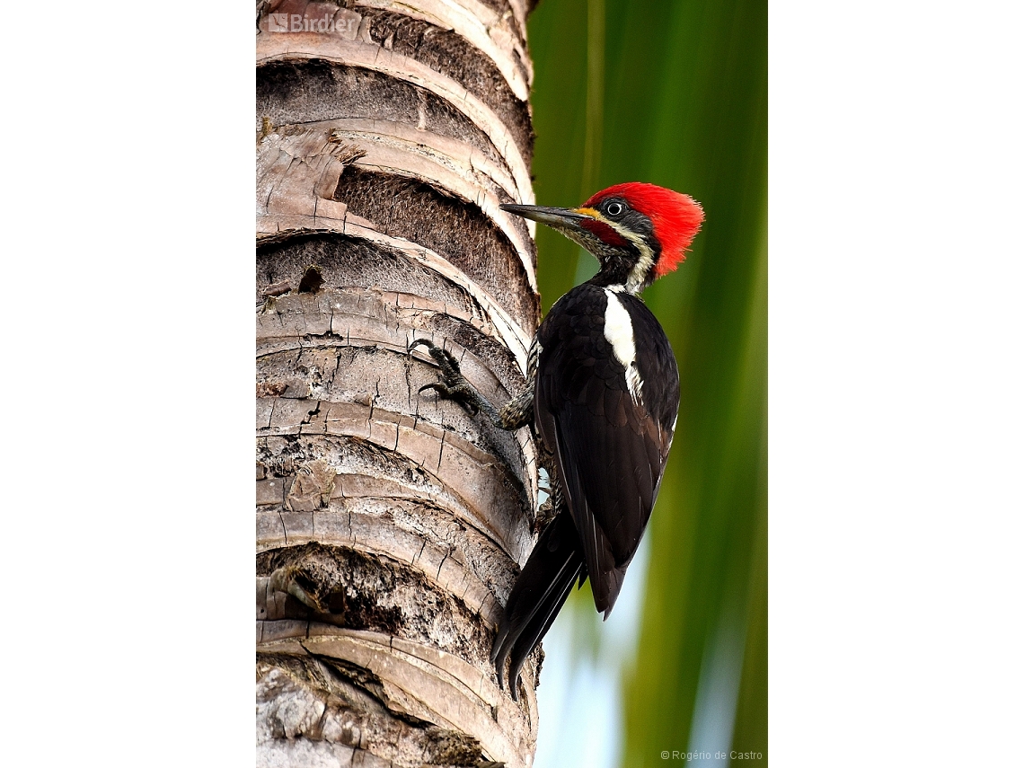 Dryocopus lineatus