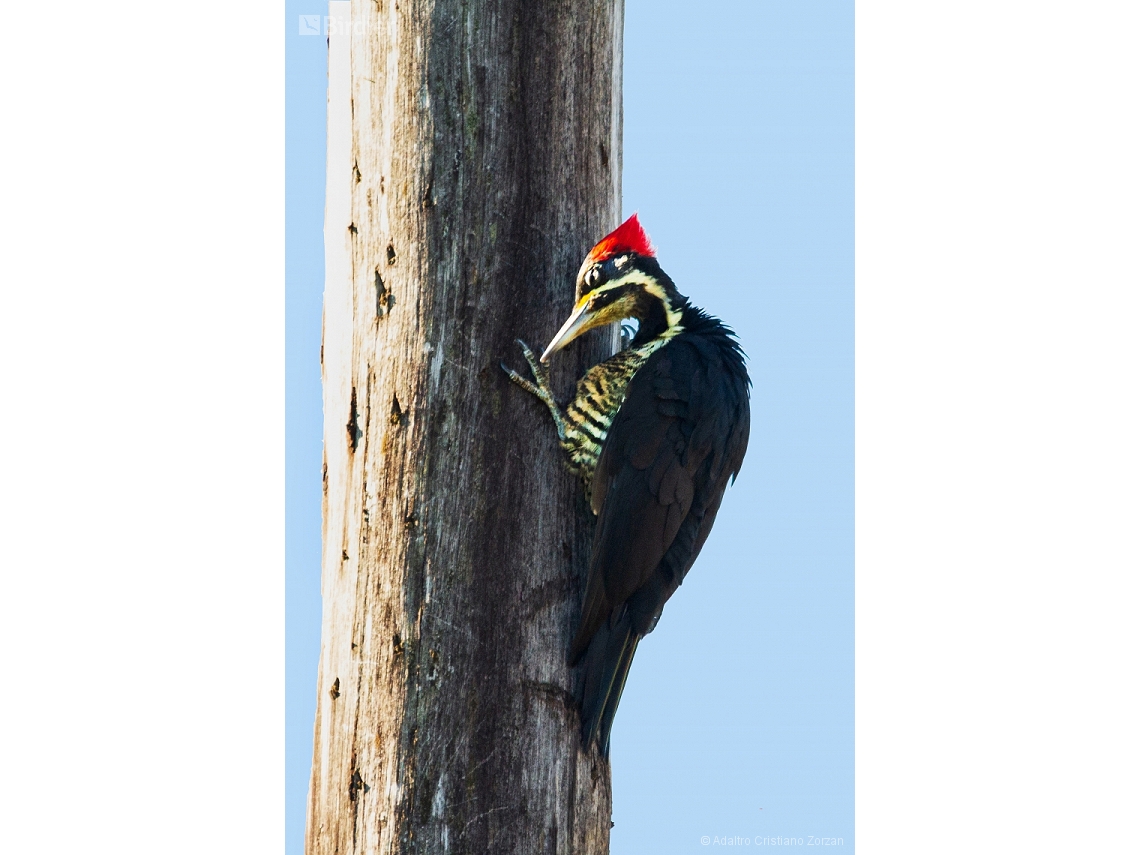 Dryocopus lineatus