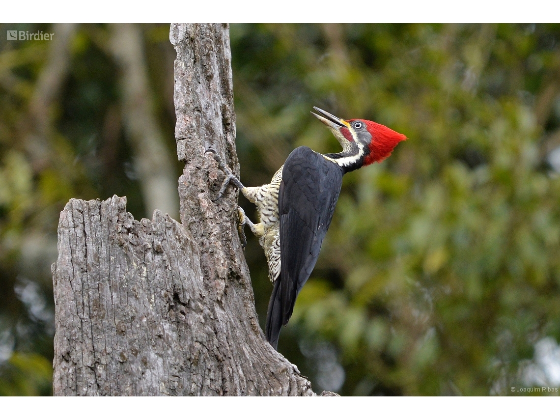 Dryocopus lineatus