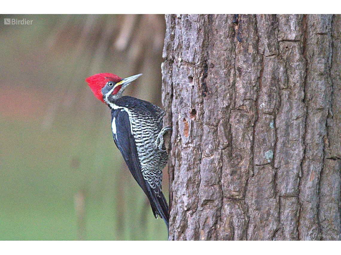 Dryocopus lineatus