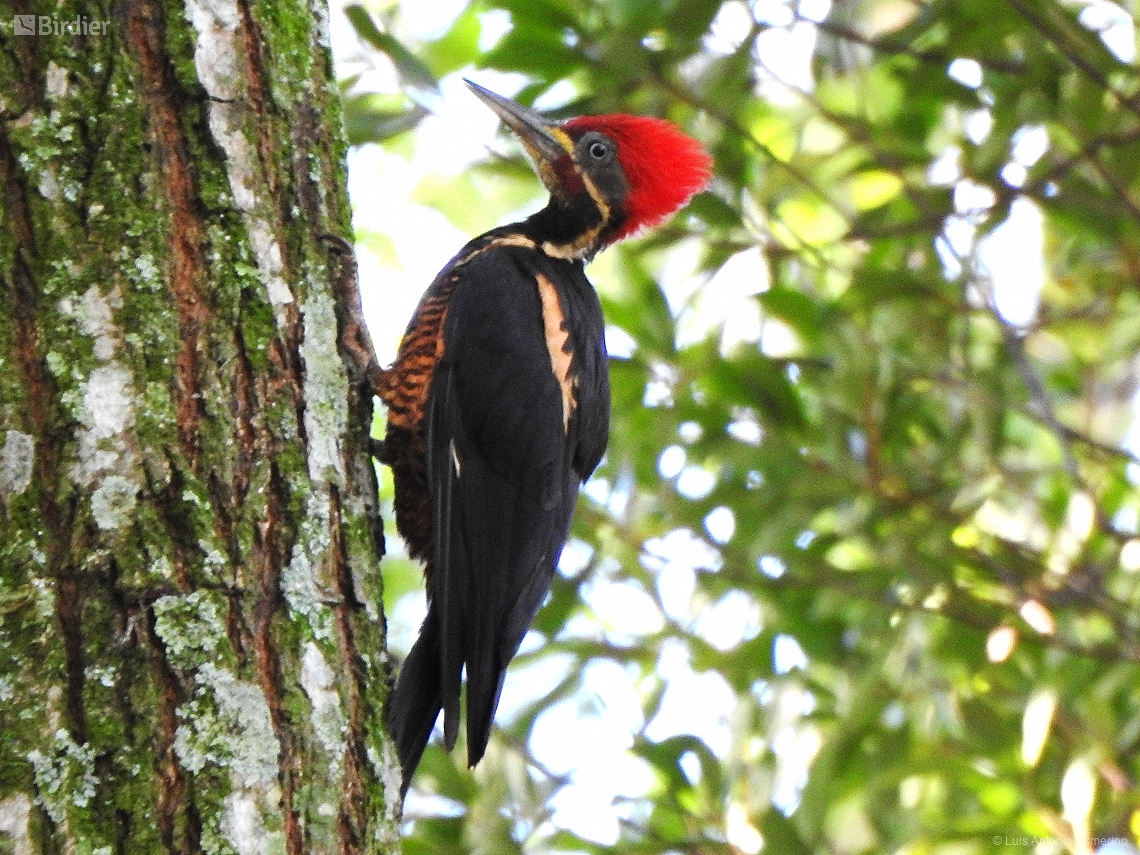 Dryocopus lineatus