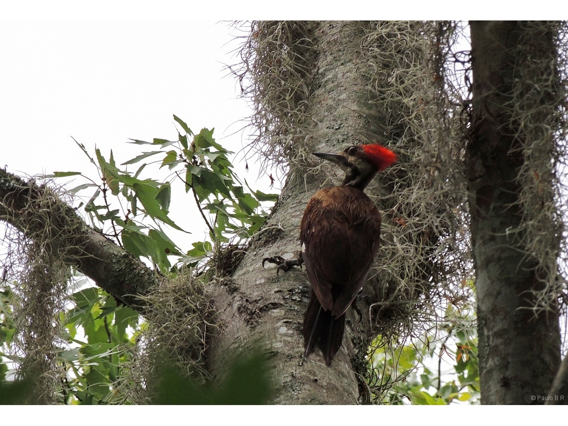 Dryocopus pileatus