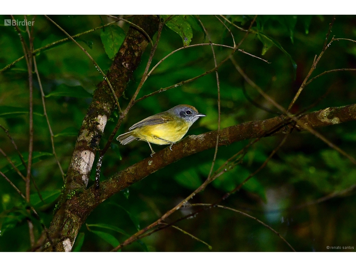 Dysithamnus mentalis