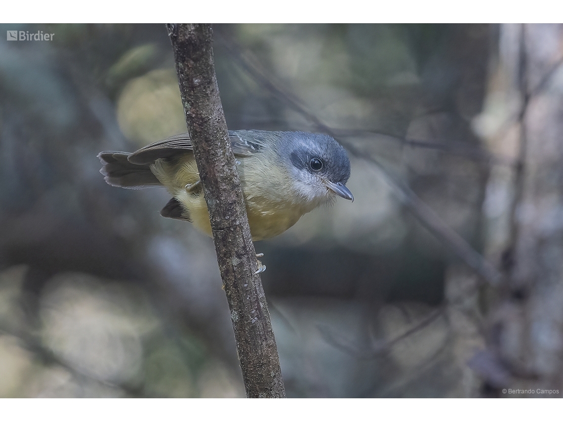 Dysithamnus mentalis