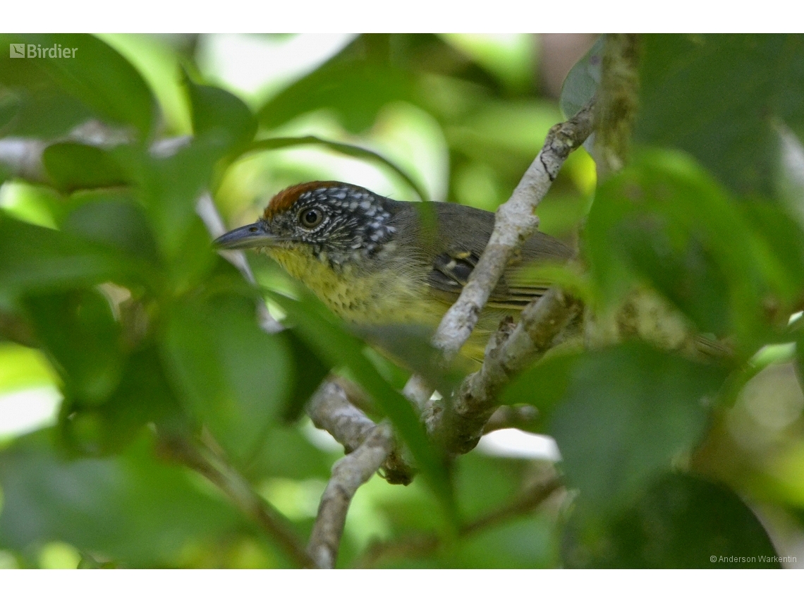 Dysithamnus stictothorax