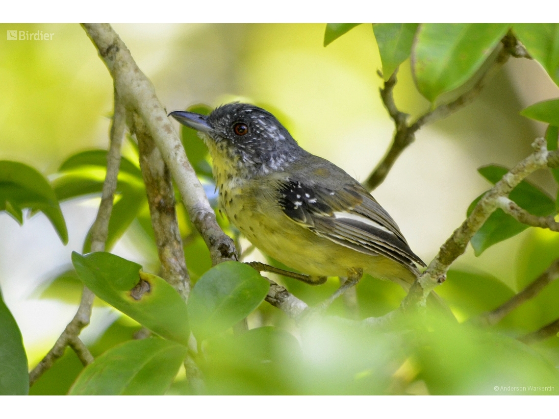 Dysithamnus stictothorax