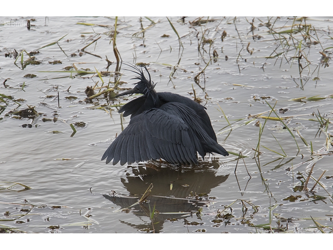 Egretta ardesiaca