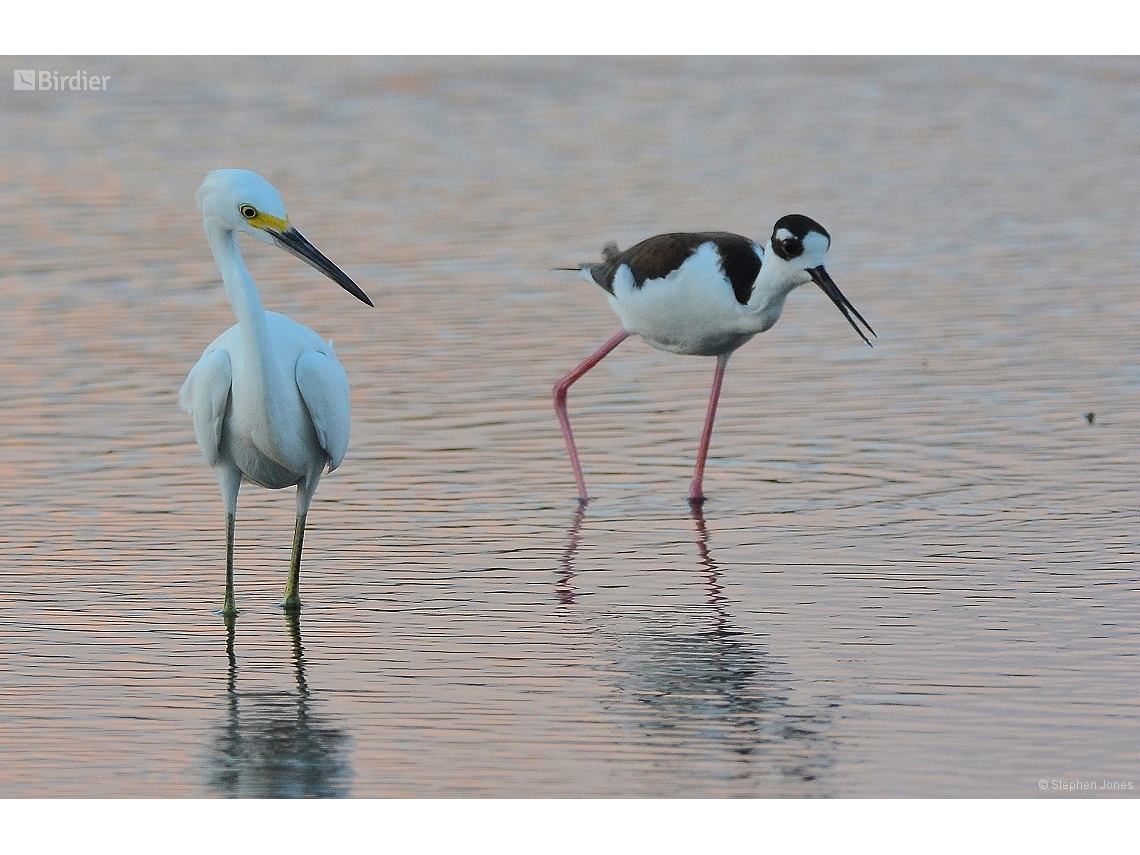 Egretta caerulea
