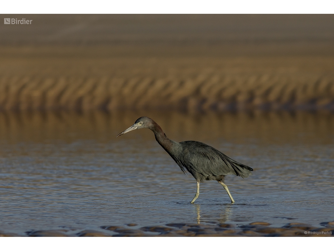 Egretta caerulea