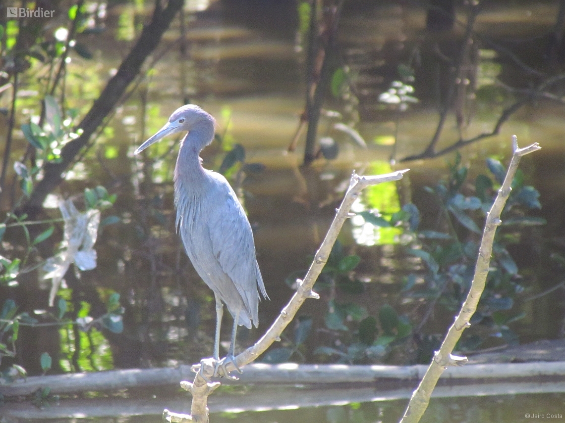 Egretta caerulea
